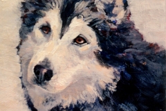 Malamute-sold